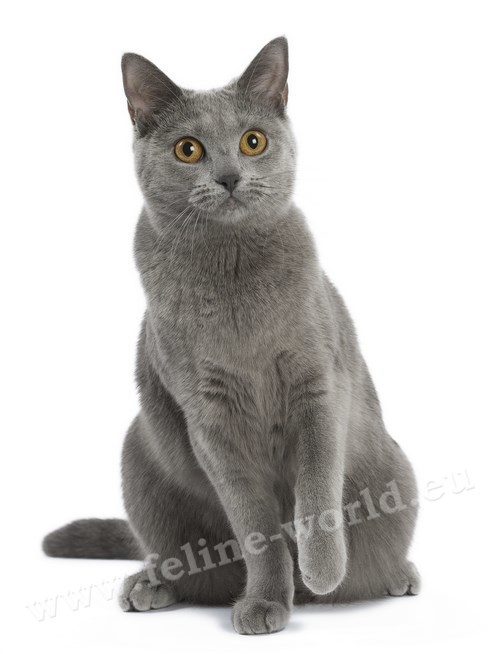 CHARTREUX_9 (RACE)